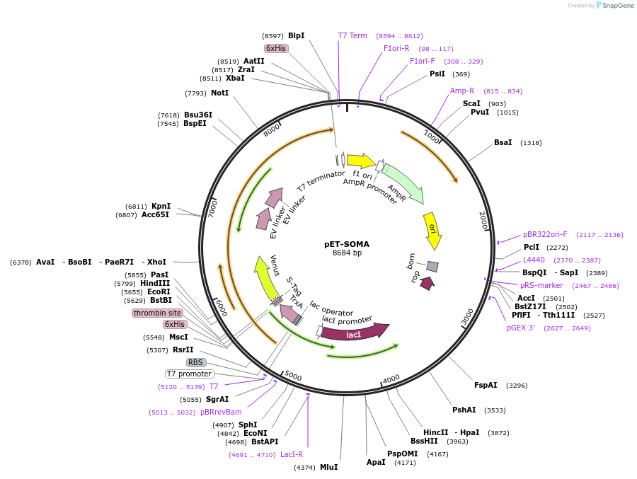 118935-plasmid-map-sequence-id-232108