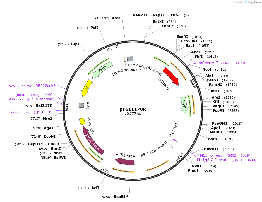 116896-plasmid-map-sequence-id-232119