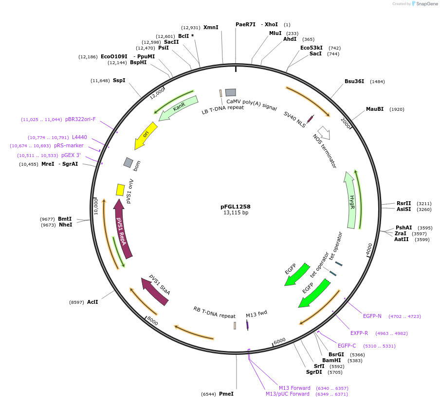 116898-plasmid-map-sequence-id-232123