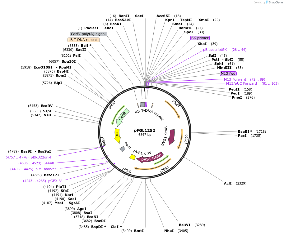118991-plasmid-map-sequence-id-232126