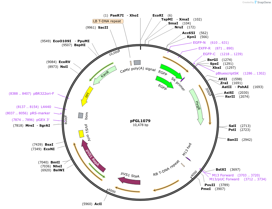 116897-plasmid-map-sequence-id-232134