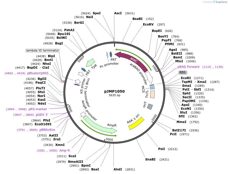 119240-plasmid-map-sequence-id-232152