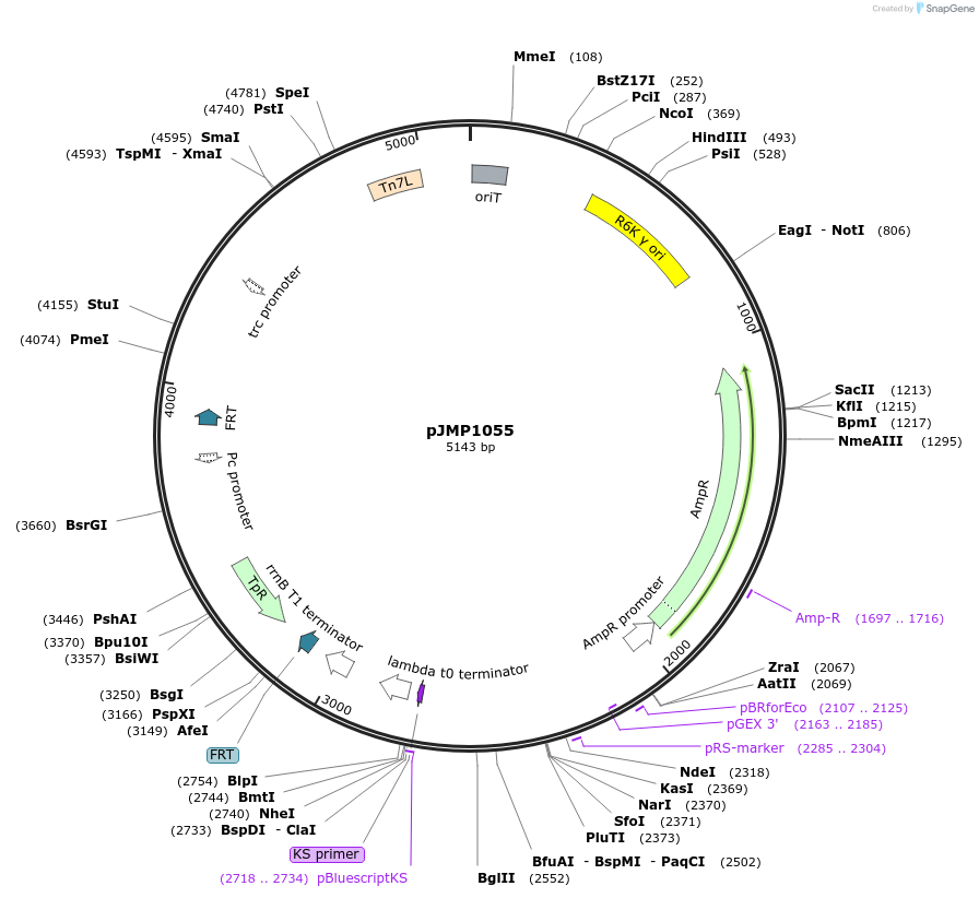 119242-plasmid-map-sequence-id-232155