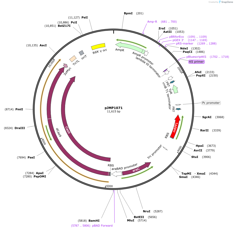 119245-plasmid-map-sequence-id-232159