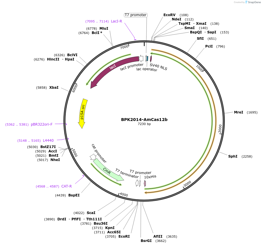 121951-plasmid-map-sequence-id-232173