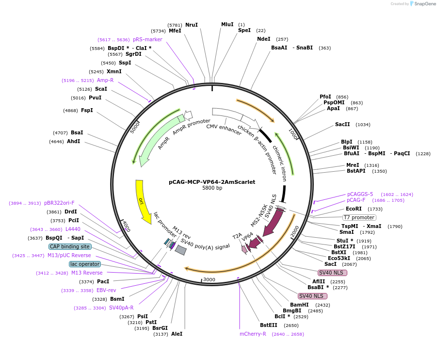 121963-plasmid-map-sequence-id-232190