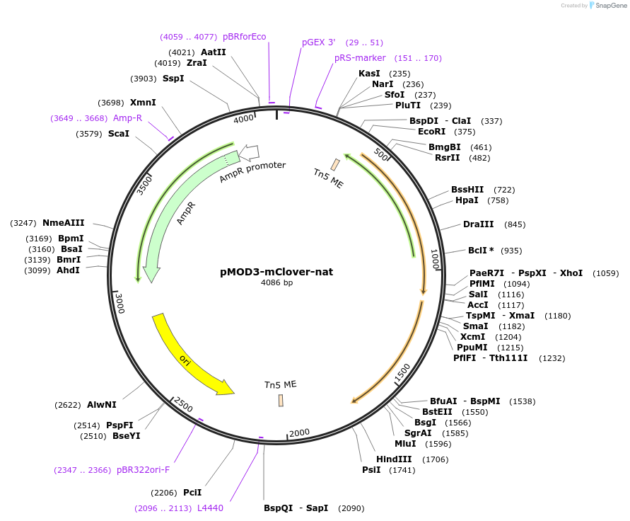 120328-plasmid-map-sequence-id-232212