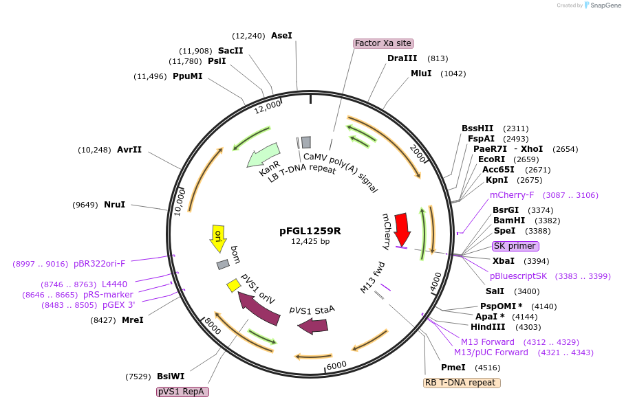 118995-plasmid-map-sequence-id-232213