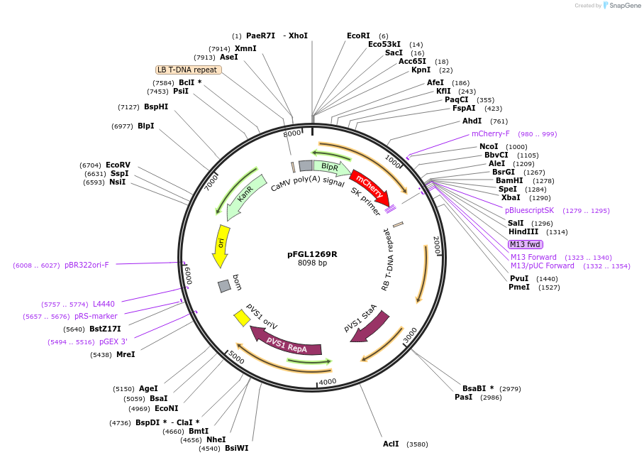 118994-plasmid-map-sequence-id-232217