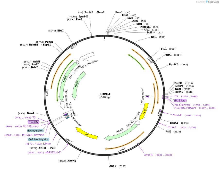 117685-plasmid-map-sequence-id-232223