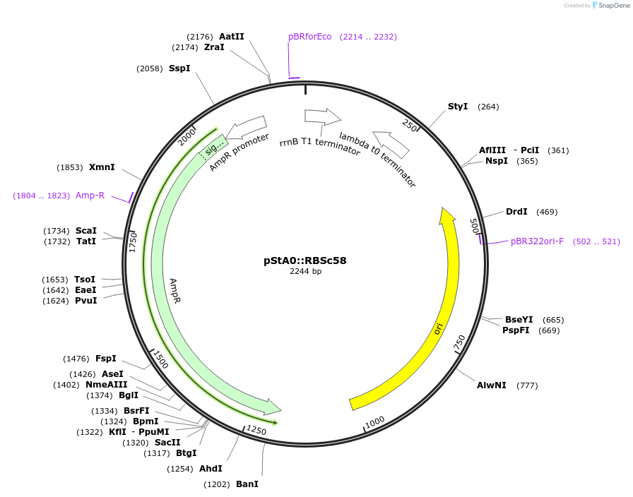 114336-plasmid-map-sequence-id-232226