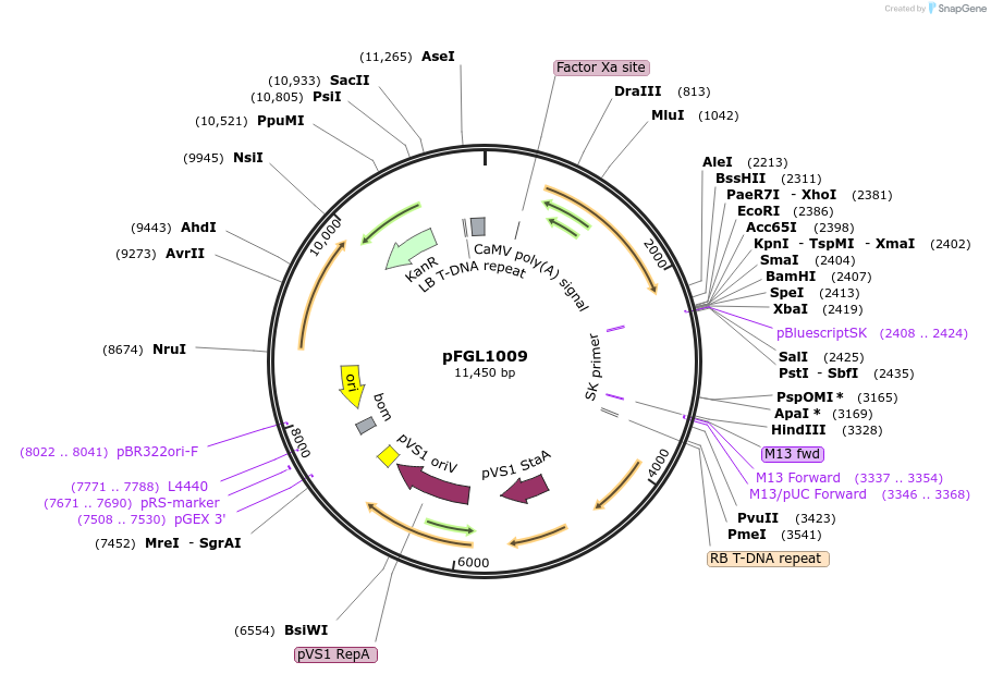 119080-plasmid-map-sequence-id-232227