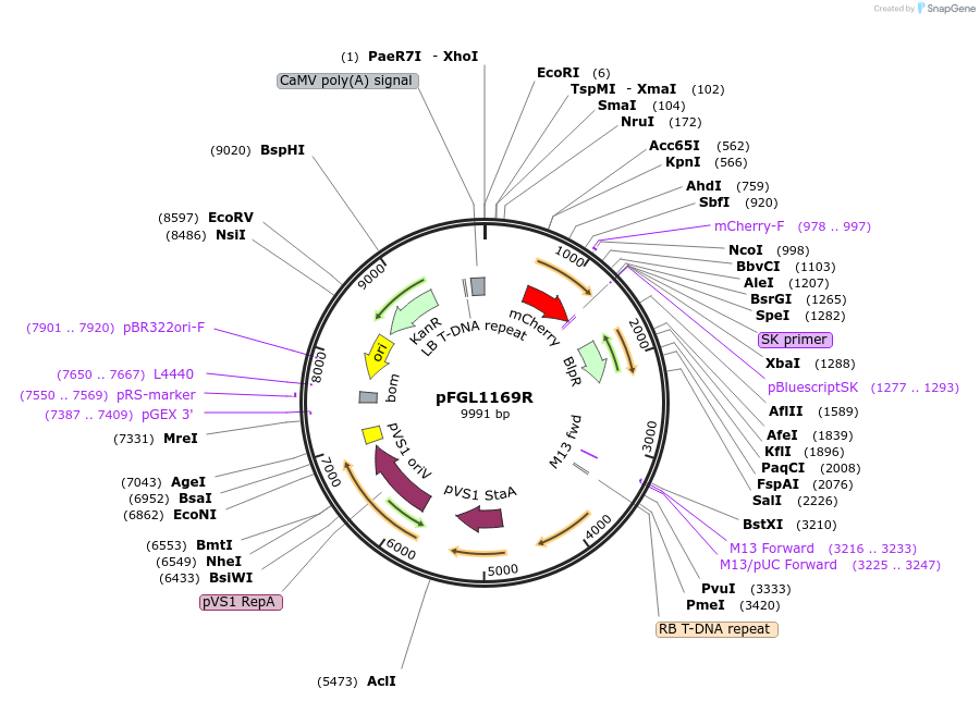 116899-plasmid-map-sequence-id-232229