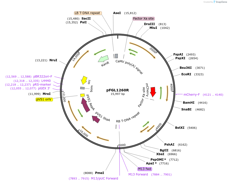 116901-plasmid-map-sequence-id-232233