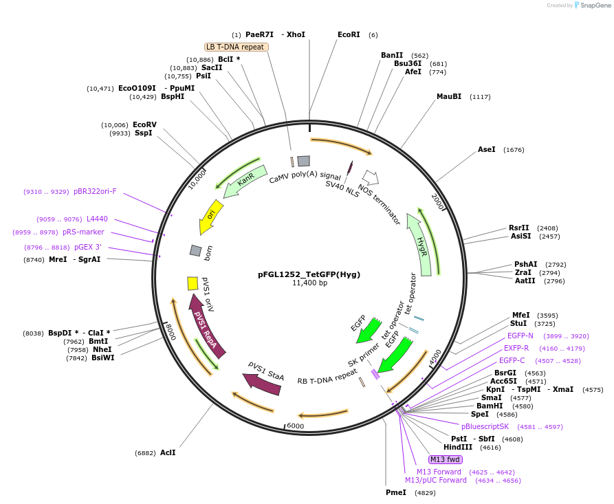 118993-plasmid-map-sequence-id-232234