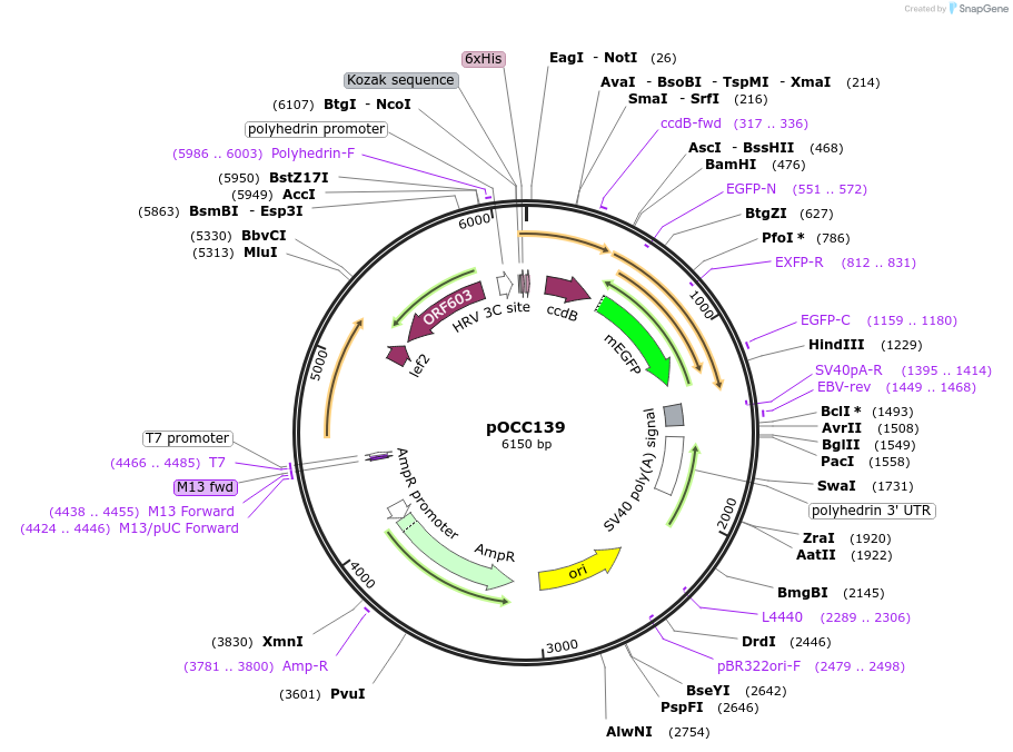 118872-plasmid-map-sequence-id-232236