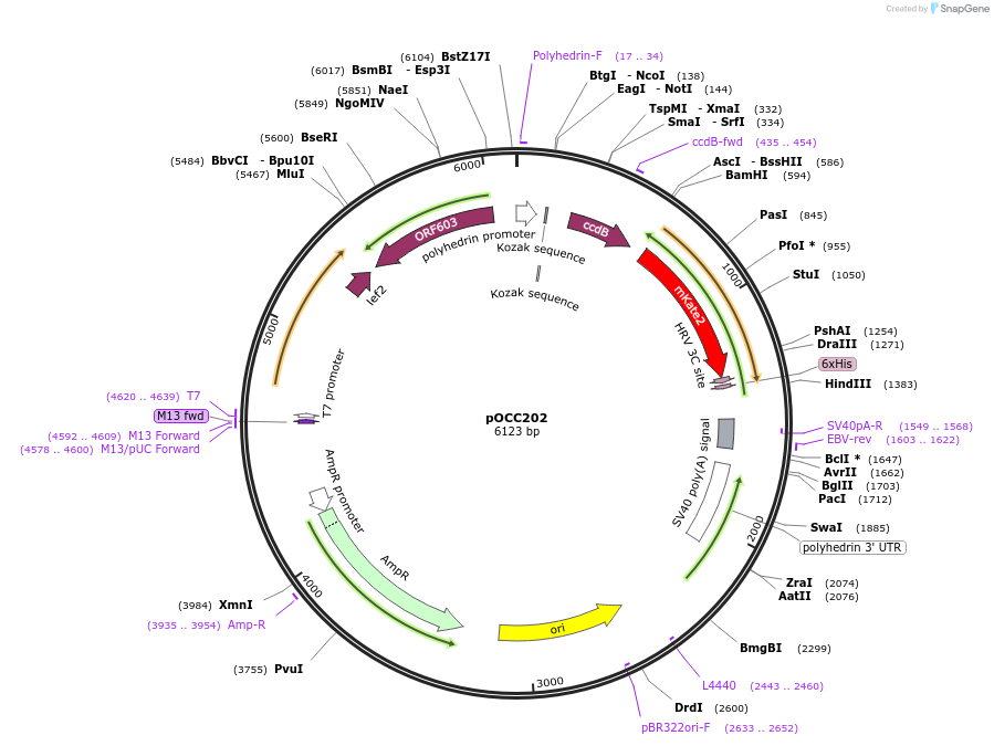118880-plasmid-map-sequence-id-232243