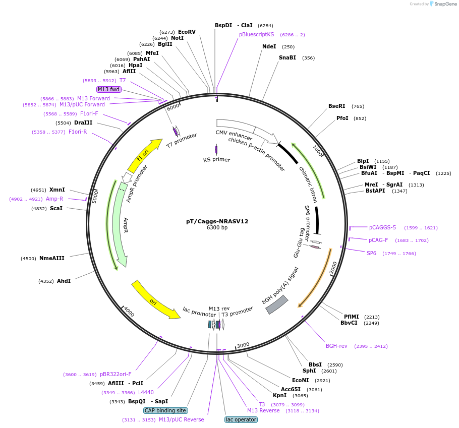 20205-plasmid-map-sequence-id-232244