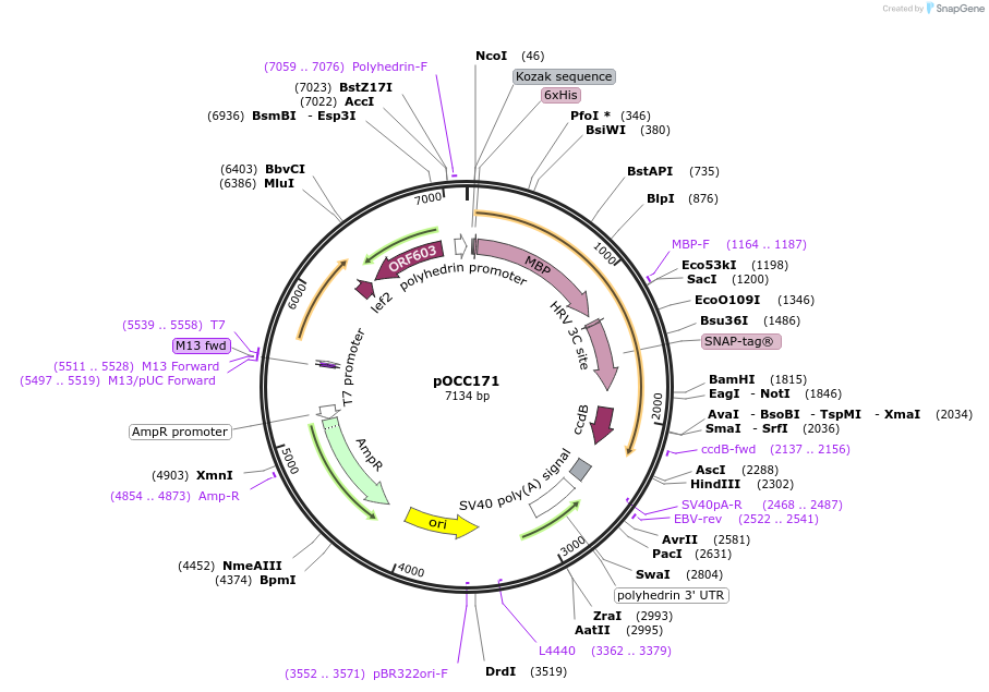 118888-plasmid-map-sequence-id-232245