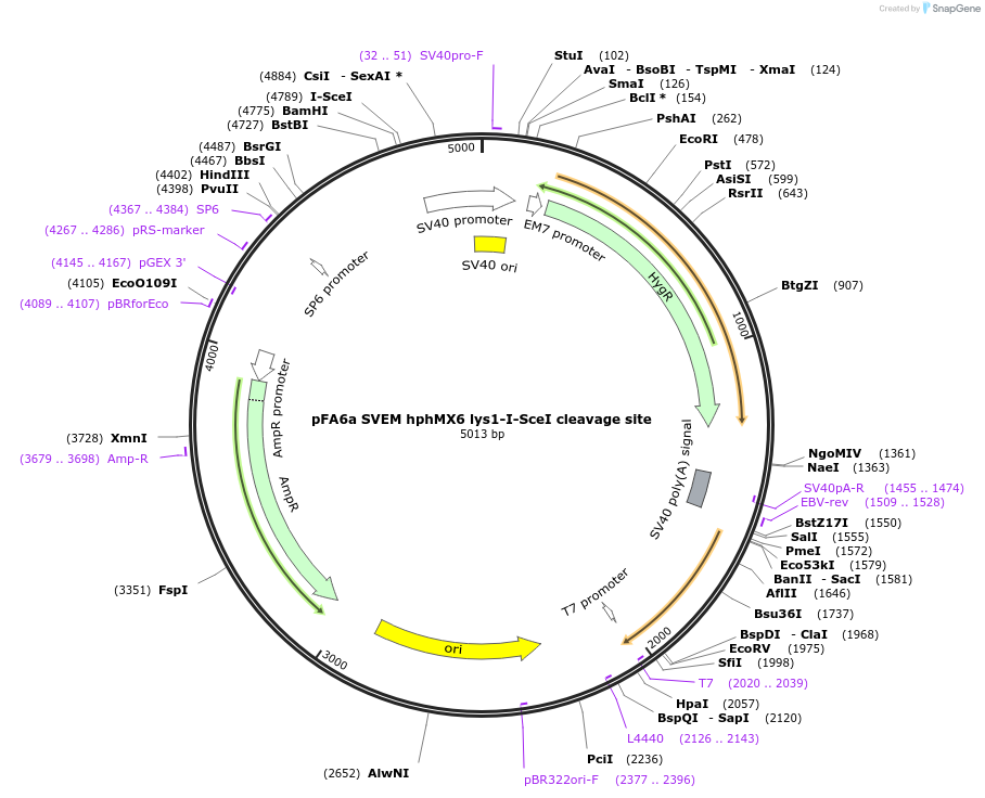 67648-plasmid-map-sequence-id-232246