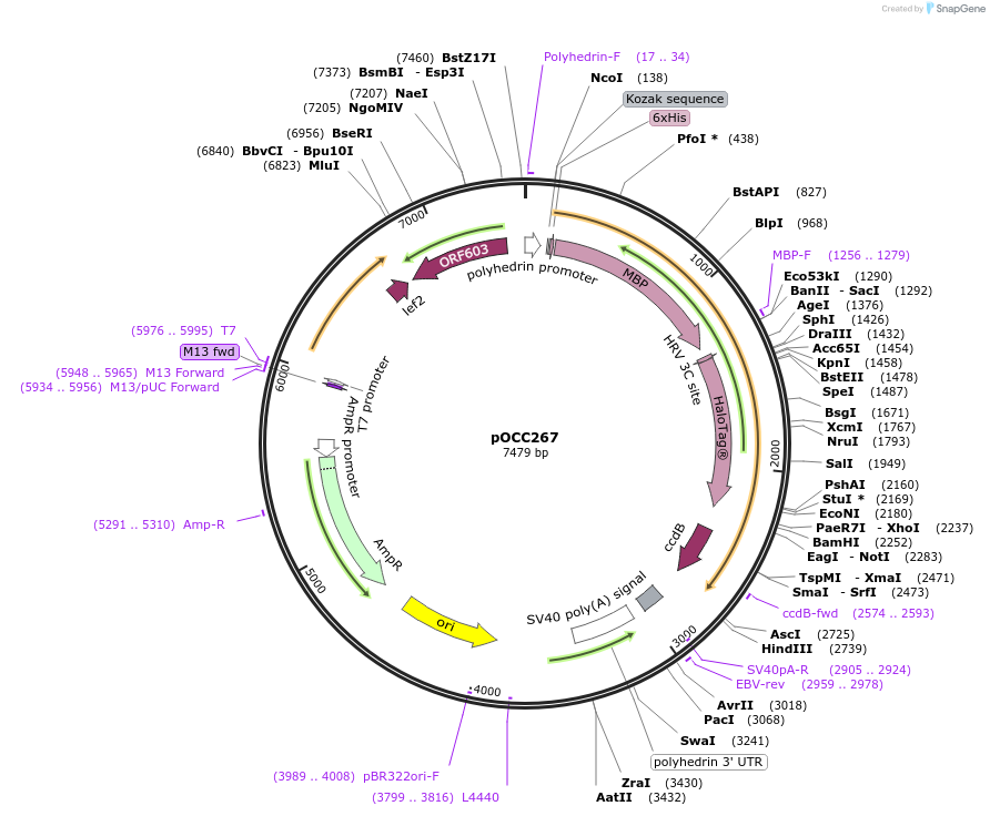 118887-plasmid-map-sequence-id-232249