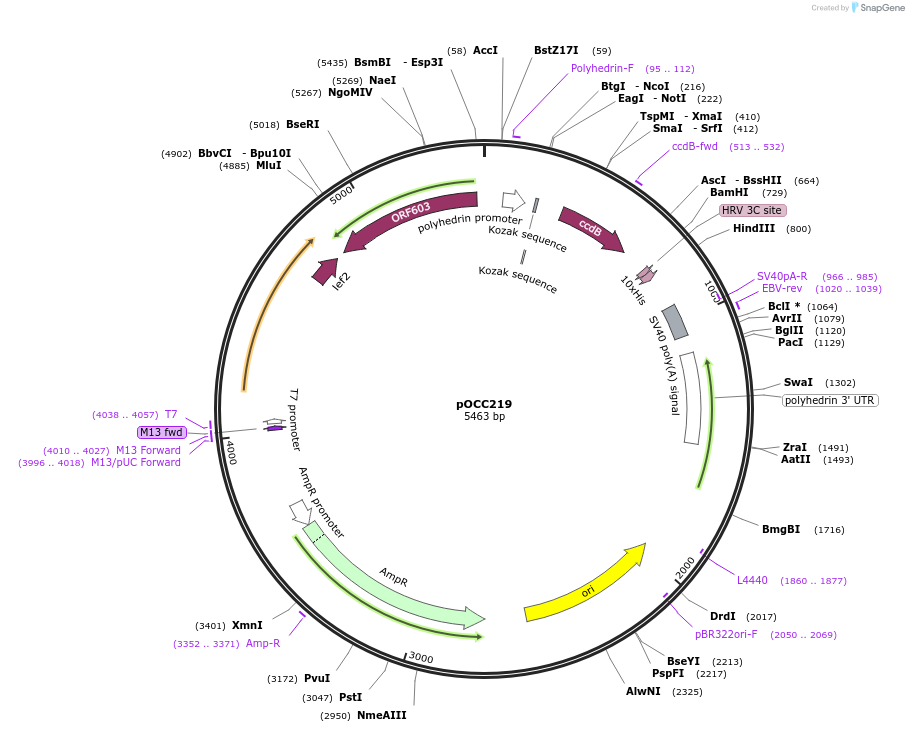 118908-plasmid-map-sequence-id-232256