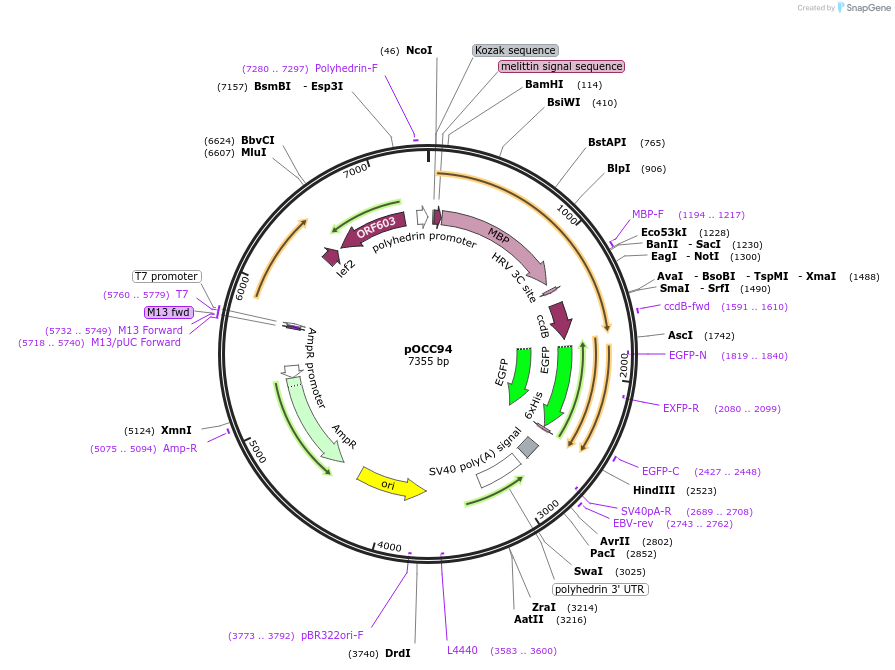 118912-plasmid-map-sequence-id-232258