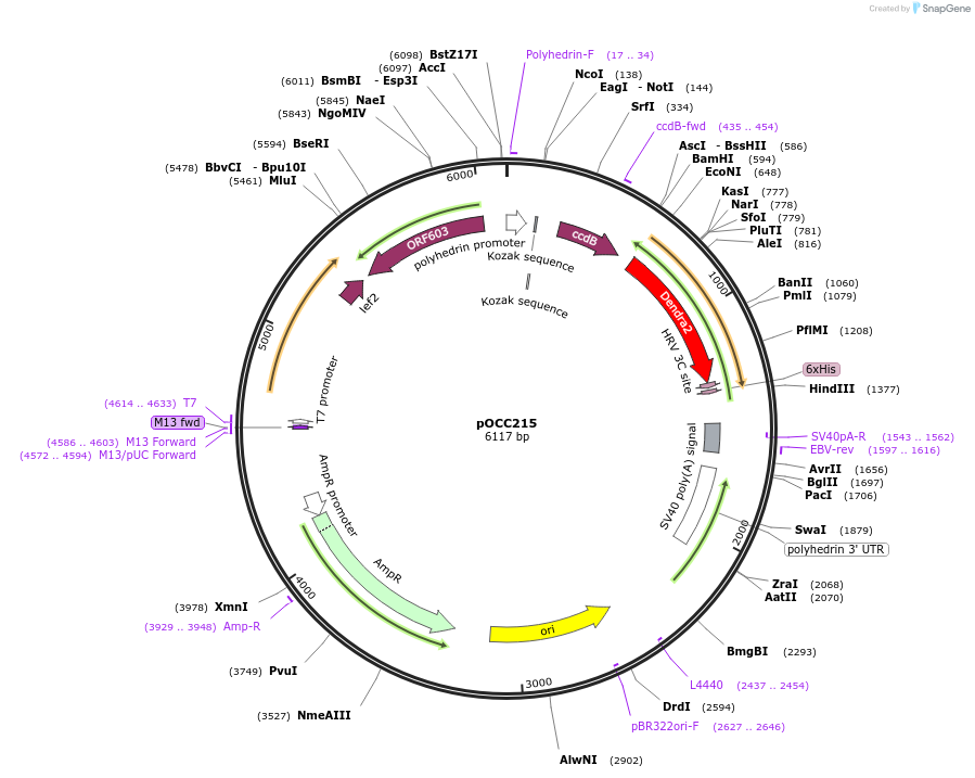 118879-plasmid-map-sequence-id-232264