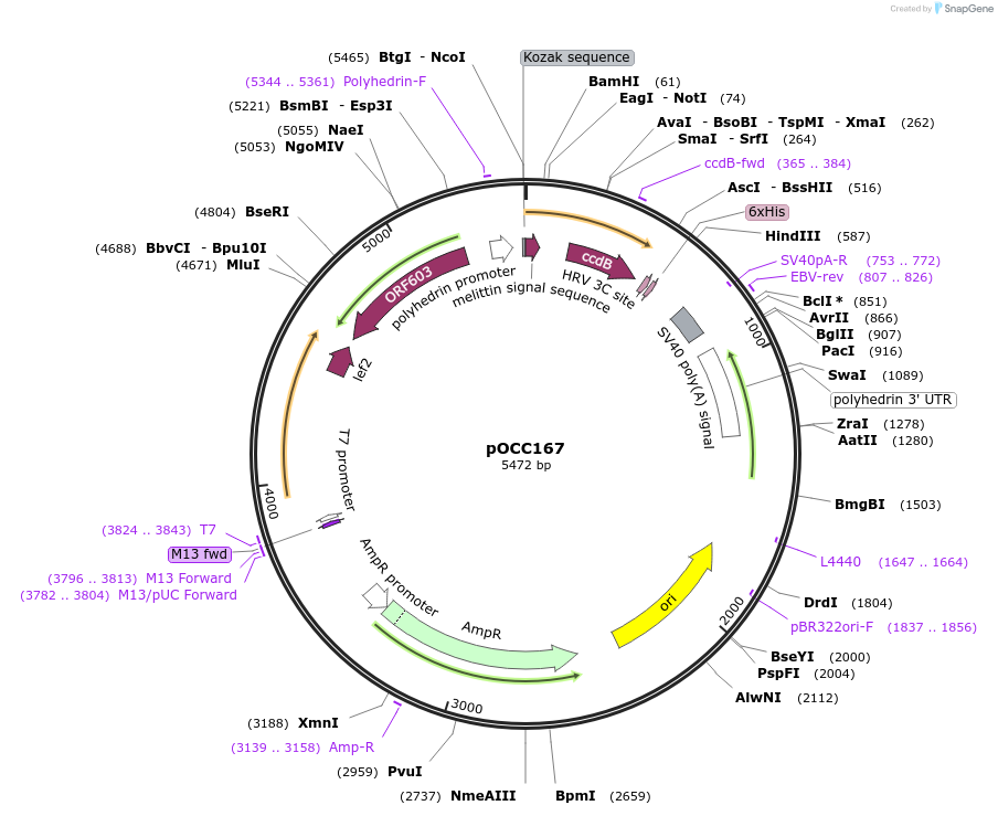 118909-plasmid-map-sequence-id-232266
