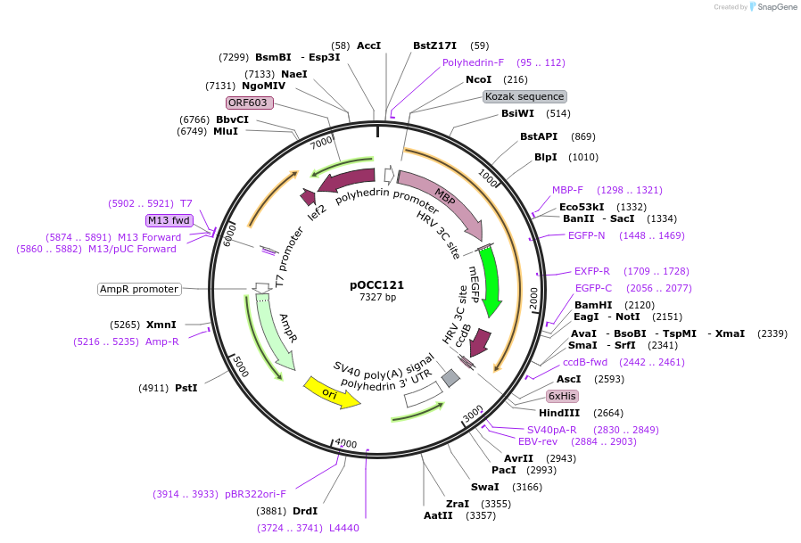 118893-plasmid-map-sequence-id-232270