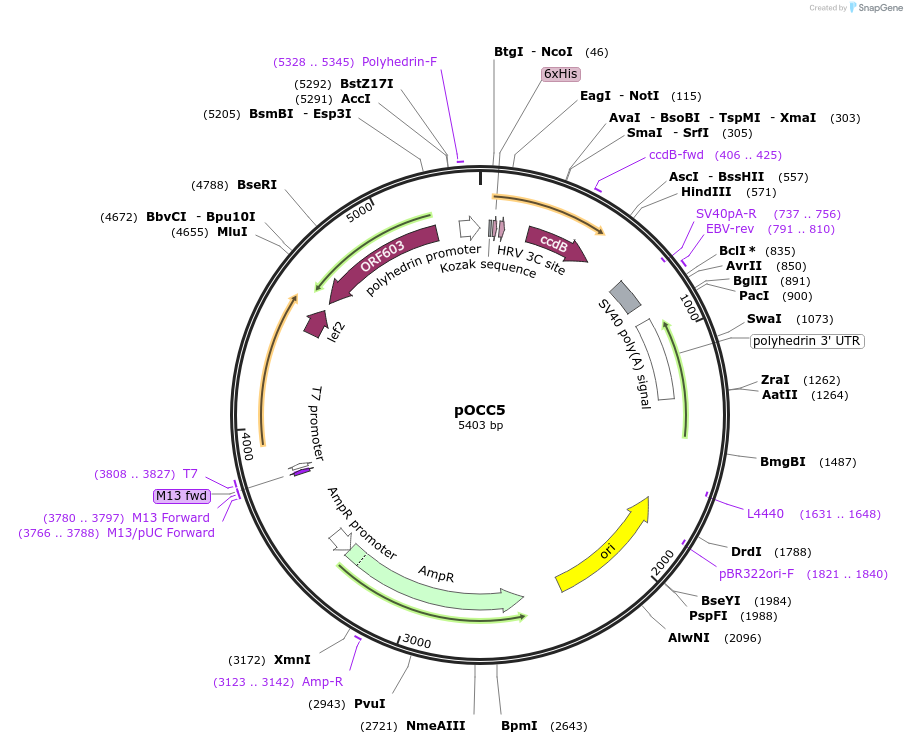 118863-plasmid-map-sequence-id-232276