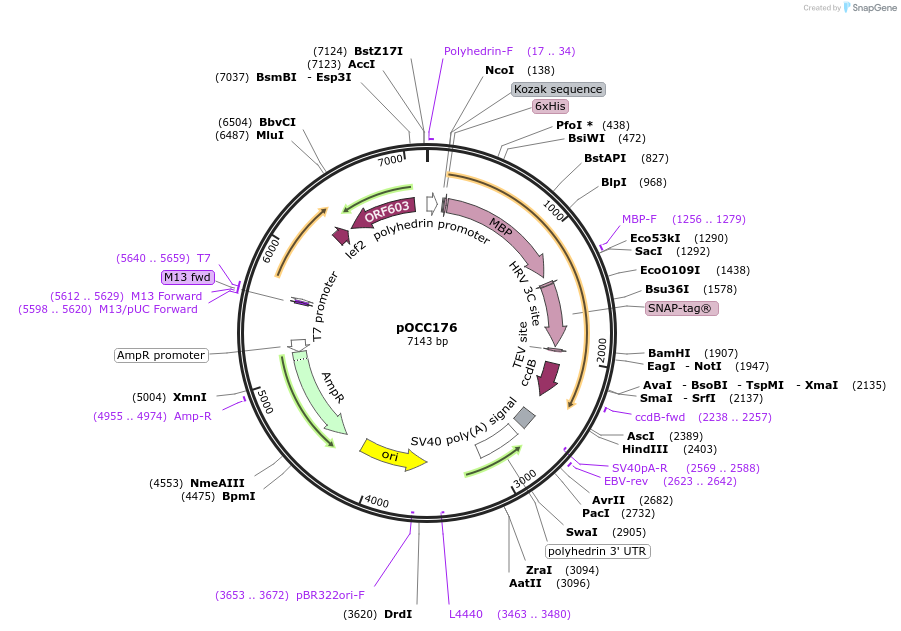 118891-plasmid-map-sequence-id-232282