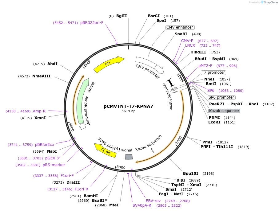 26683-plasmid-map-sequence-id-232285