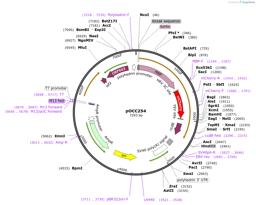 118889-plasmid-map-sequence-id-232286