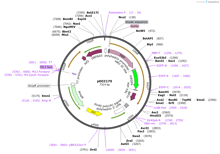 118890-plasmid-map-sequence-id-232288