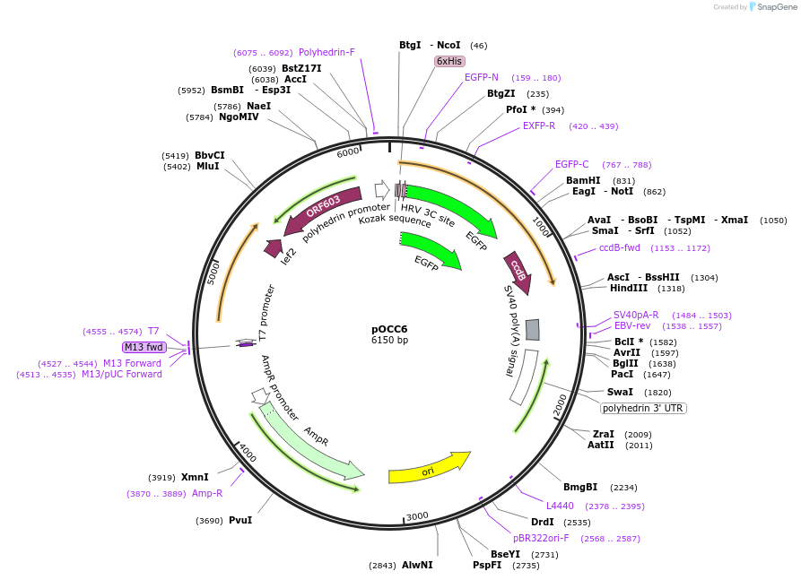 118864-plasmid-map-sequence-id-232291