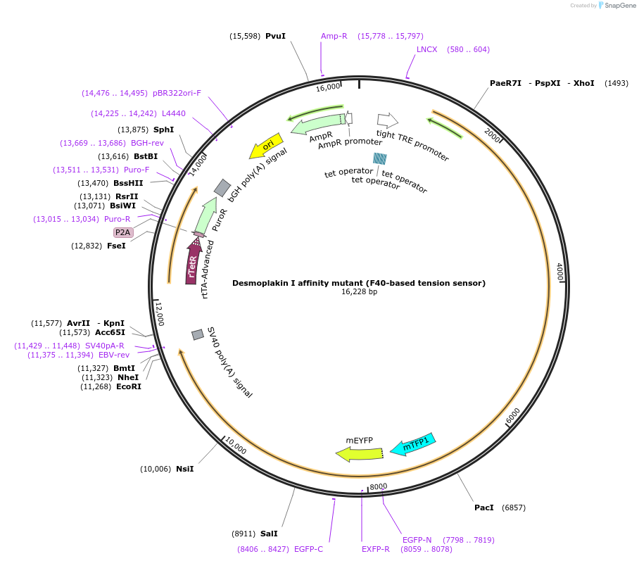 119190-plasmid-map-sequence-id-232293