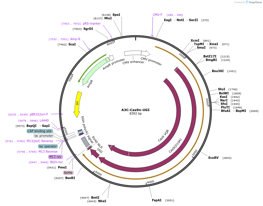 119136-plasmid-map-sequence-id-232301