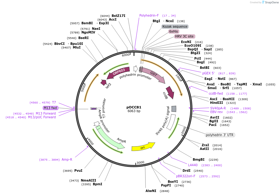 118900-plasmid-map-sequence-id-232307