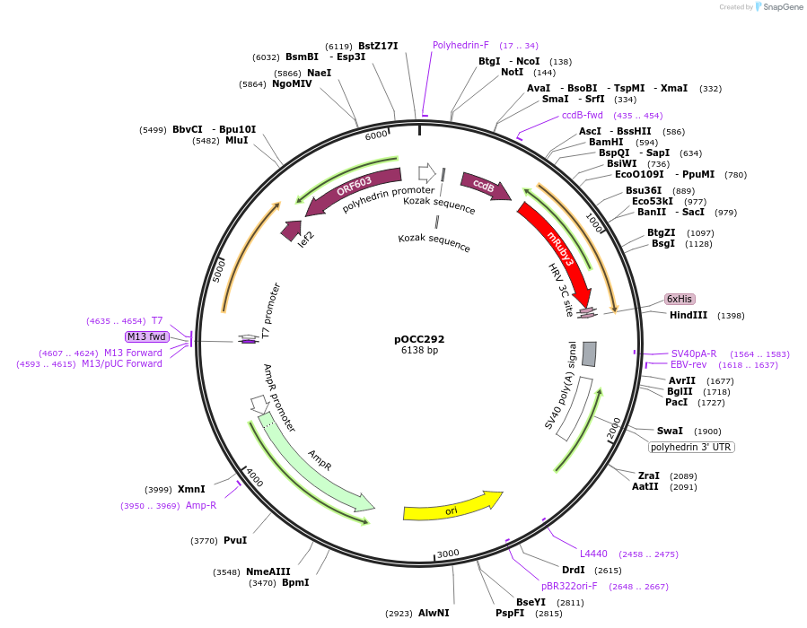 118881-plasmid-map-sequence-id-232308