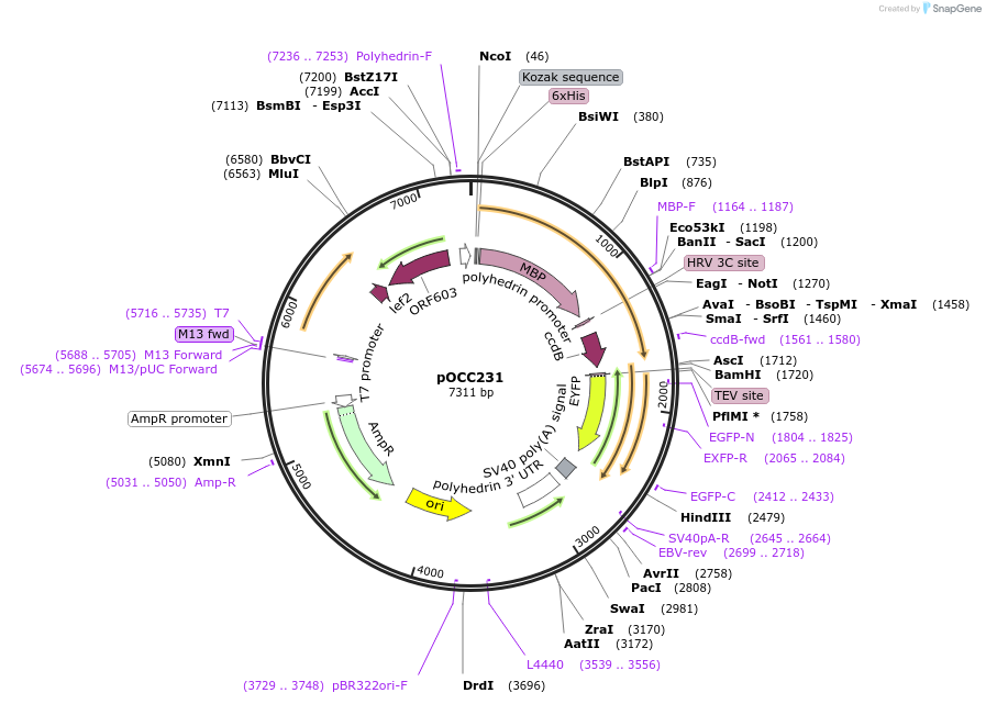 118885-plasmid-map-sequence-id-232309