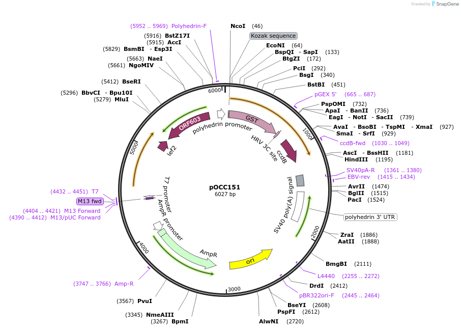 118899-plasmid-map-sequence-id-232310