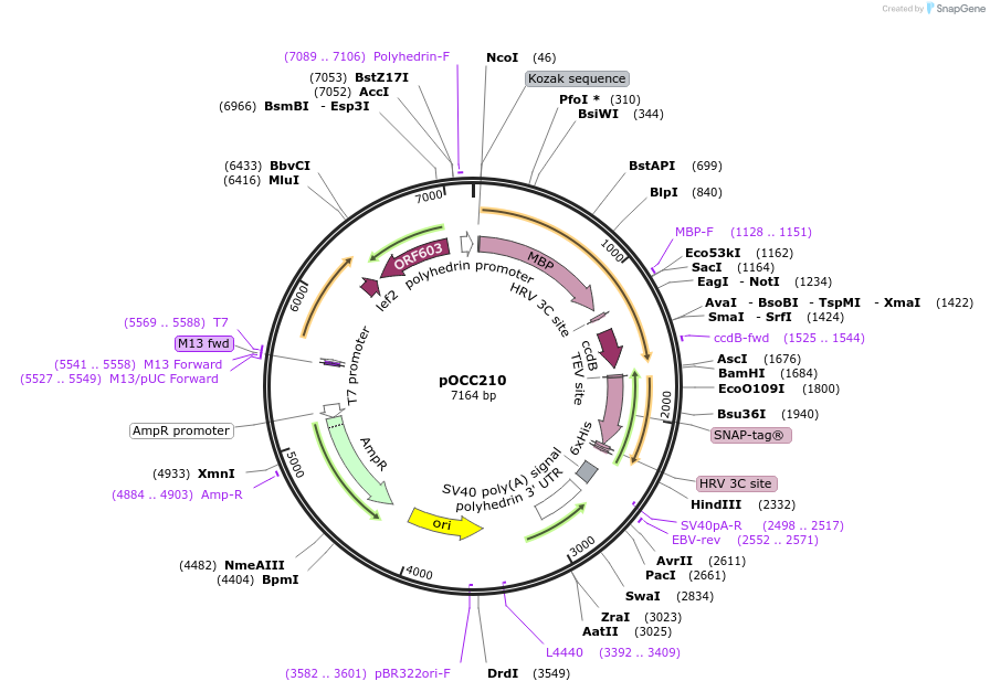 118896-plasmid-map-sequence-id-232311