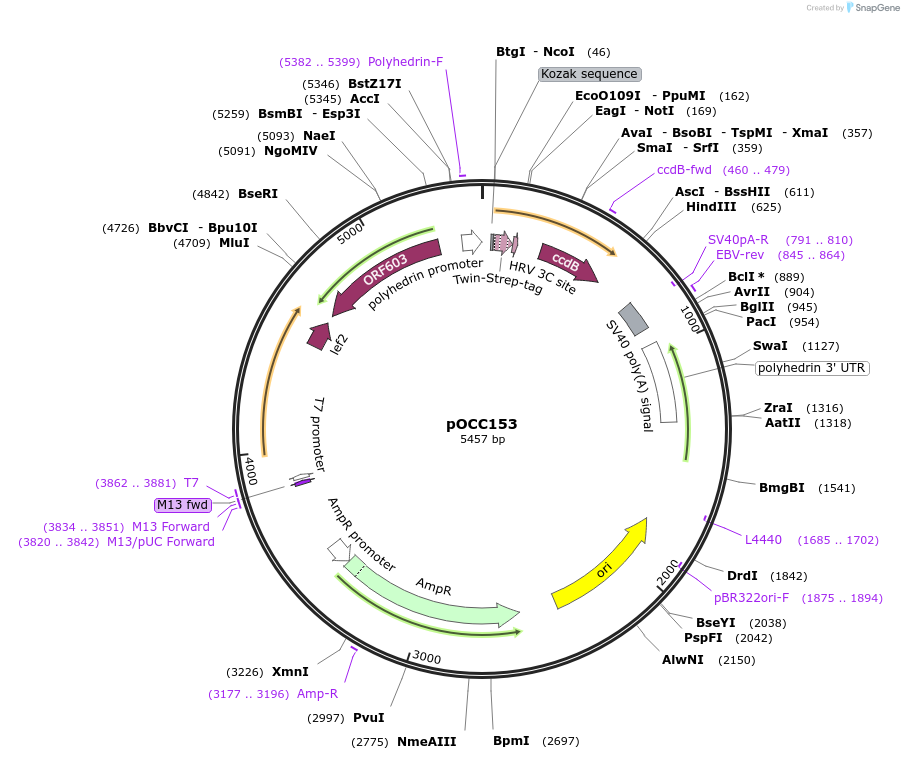 118901-plasmid-map-sequence-id-232312