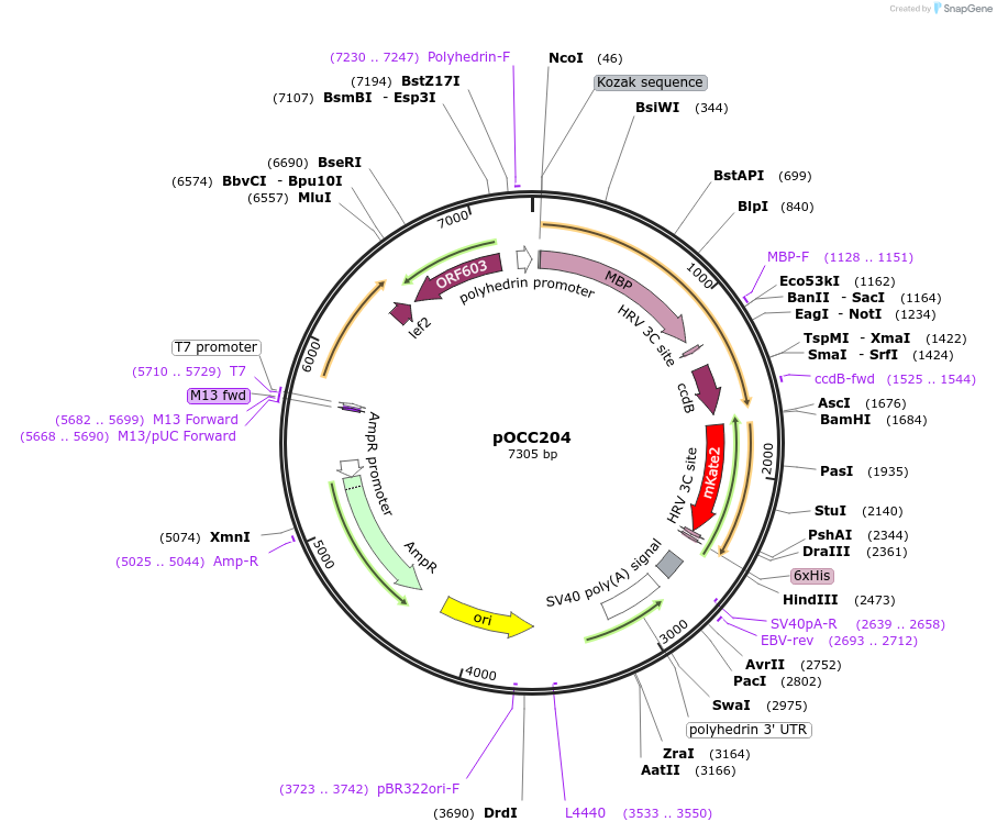 118894-plasmid-map-sequence-id-232313
