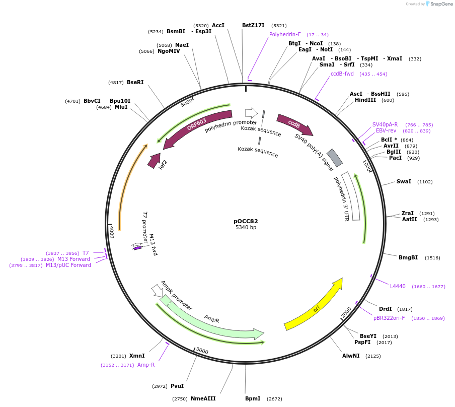 118862-plasmid-map-sequence-id-232314