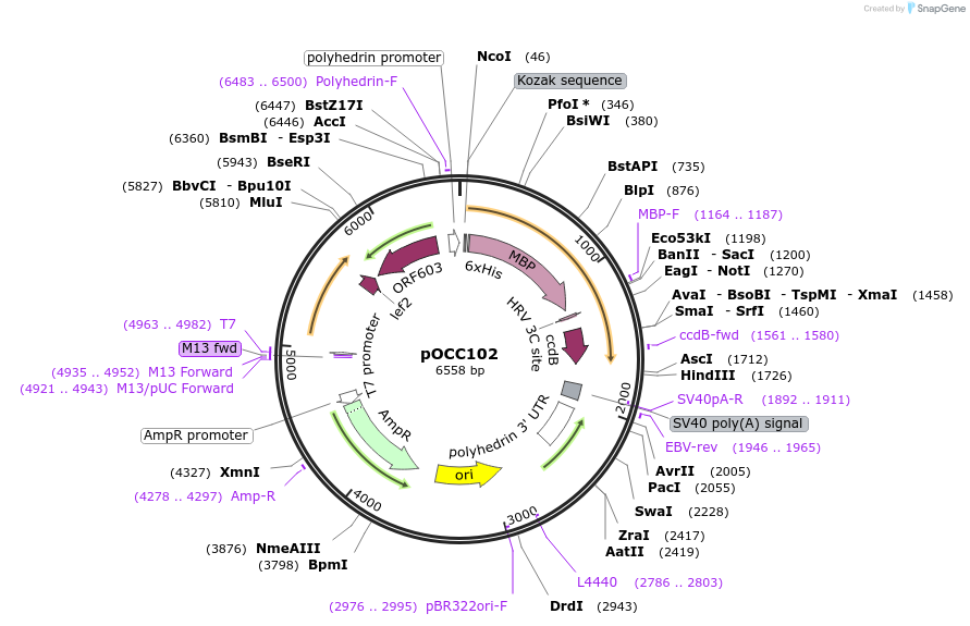 118883-plasmid-map-sequence-id-232315