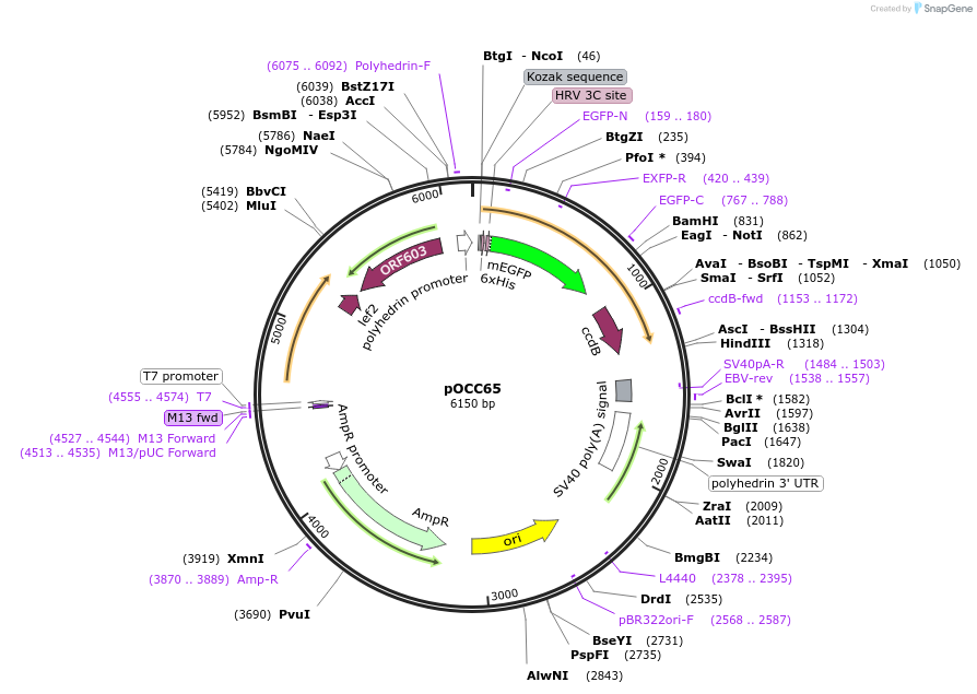 118865-plasmid-map-sequence-id-232317