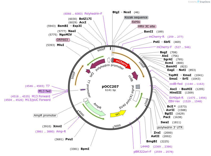 118869-plasmid-map-sequence-id-232318