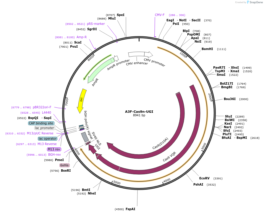 119138-plasmid-map-sequence-id-232319